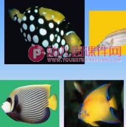 大班美术活动课件PPT《趣味鱼乐园》PPT课件图片