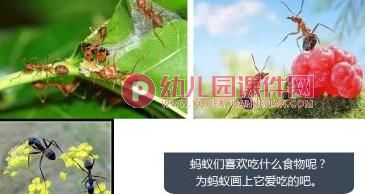 大班美术课件PPT《蚂蚁的家》PPT课件图片