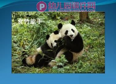 大班美术课件PPT《绘画熊猫》PPT课件图片