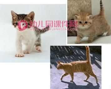 大班美术课件PPT《猫咪的故事》PPT课件图片