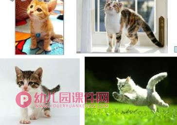大班美术课件PPT《猫咪的故事》PPT课件图片