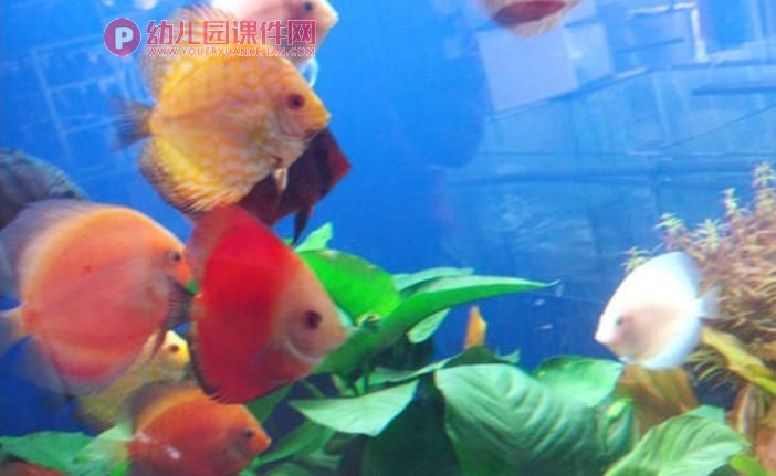 大班美术课件PPT《报纸鱼》PPT课件图片