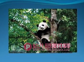 大班美术课件PPT《绘画熊猫》PPT课件图片