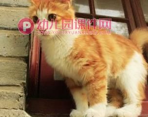 大班美术课件PPT《猫咪的故事》PPT课件图片