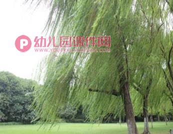 大班美术课件PPT《风中的树》PPT课件图片