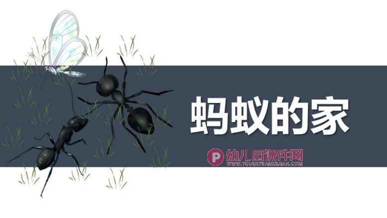大班美术课件PPT《蚂蚁的家》PPT课件图片
