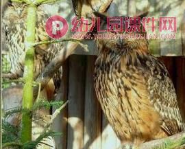 大班美术课件PPT《可爱的猫头鹰》PPT课件图片