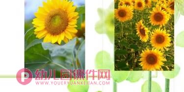 大班美术活动课件PPT《美丽的向日葵》PPT课件图片