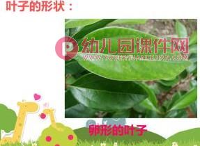大班美术活动课件PPT《树叶拼贴画》PPT课件图片