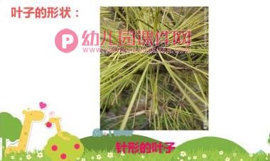 大班美术活动课件PPT《树叶拼贴画》PPT课件图片