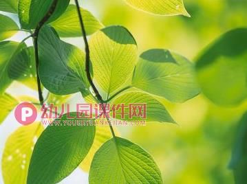 大班美术活动课件PPT《树叶添画》PPT课件图片