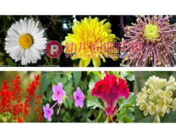 大班美术课件PPT《秋天的花园》PPT课件图片