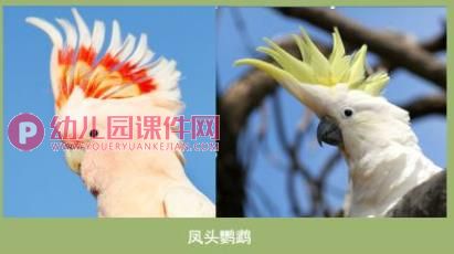 大班美术课件PPT《拯救鹦鹉》PPT课件图片