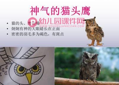 大班美术课件PPT《可爱的猫头鹰》PPT课件图片