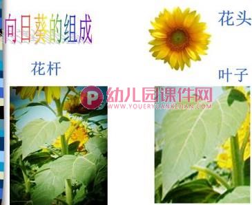 大班美术活动课件PPT《美丽的向日葵》PPT课件图片