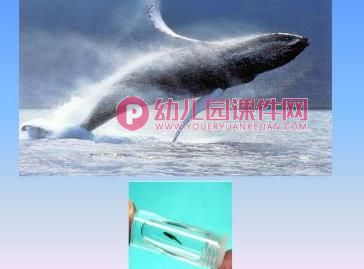 大班美术活动课件PPT《趣味鱼乐园》PPT课件图片