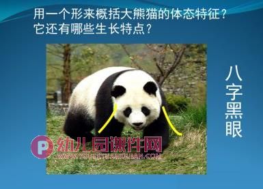 大班美术课件PPT《绘画熊猫》PPT课件图片