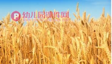 大班美术活动课件PPT《拾穗者》PPT课件图片