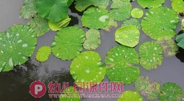 大班美术课件PPT《鱼戏莲叶间》PPT课件图片