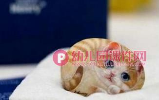 大班美术课件PPT《神奇的石头画》PPT课件图片