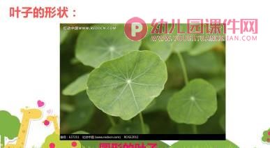 大班美术活动课件PPT《树叶拼贴画》PPT课件图片