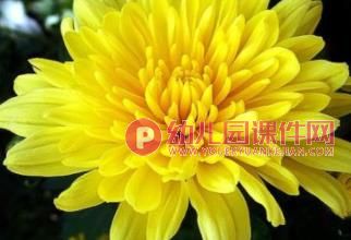 大班美术课件PPT《秋天的花园》PPT课件图片