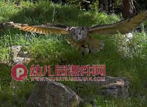 大班美术课件PPT《可爱的猫头鹰》PPT课件图片