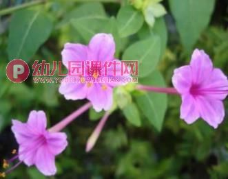 大班美术课件PPT《秋天的花园》PPT课件图片