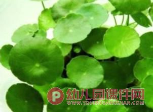 大班绘画课件PPT《铜钱草》PPT课件图片