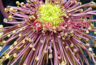 大班美术课件PPT《秋天的花园》PPT课件图片