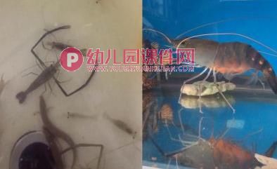 大班美术水墨画课件PPT《虾》PPT课件图片
