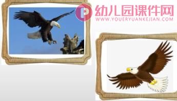 大班美术课件PPT《找动物》PPT课件图片