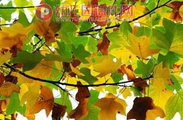 大班美术活动课件PPT《多彩的秋天》PPT课件图片