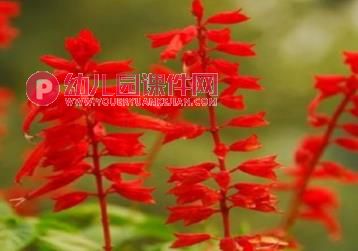 大班美术课件PPT《秋天的花园》PPT课件图片