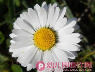 大班美术课件PPT《秋天的花园》PPT课件图片