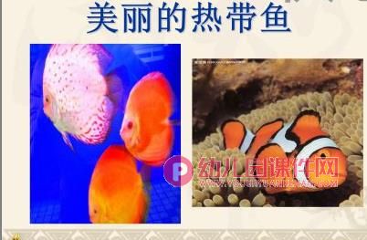 大班美术课件PPT《报纸鱼》PPT课件图片