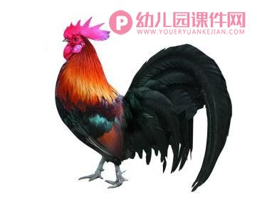 大班社会课件PPT《从家到幼儿园》PPT课件图片