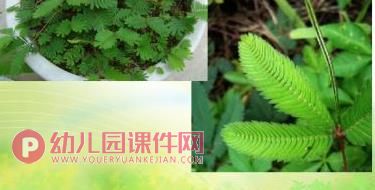 大班社会课件PPT《神奇的植物世界》PPT课件图片