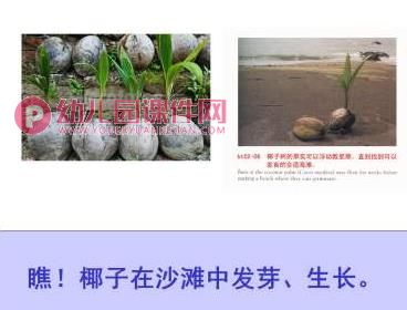 大班社会活动课件PPT《种子的旅行》PPT课件图片
