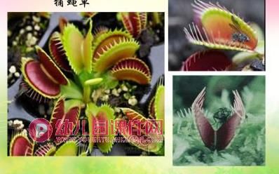 大班社会课件PPT《神奇的植物世界》PPT课件图片