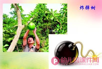 大班社会课件PPT《神奇的植物世界》PPT课件图片