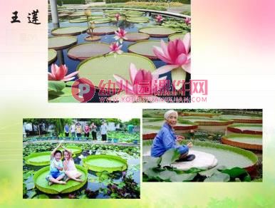 大班社会课件PPT《神奇的植物世界》PPT课件图片