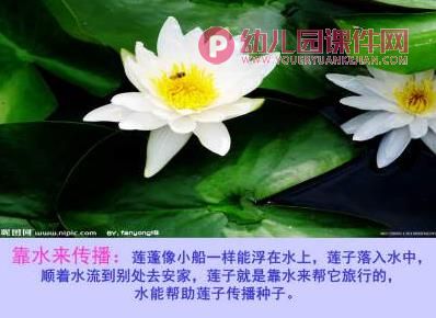 大班社会活动课件PPT《种子的旅行》PPT课件图片