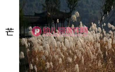 大班社会活动课件PPT《种子的旅行》PPT课件图片