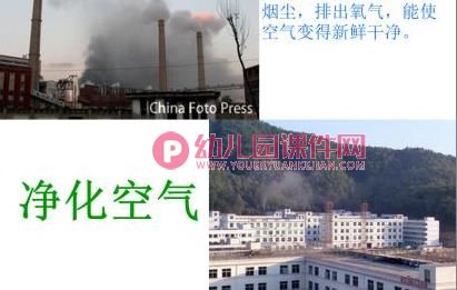 大班社会课件PPT《树木的作用》PPT课件图片