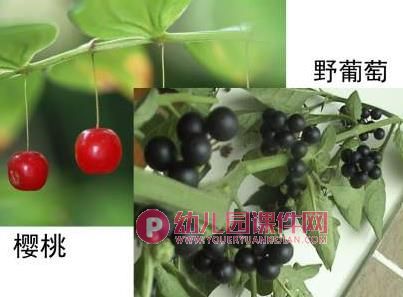 大班社会活动课件PPT《种子的旅行》PPT课件图片