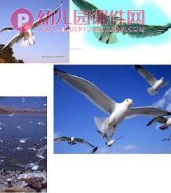 大班社会课件PPT《小鸟我们的朋友》PPT课件图片
