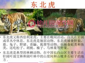 大班社会活动课件PPT《珍稀动物》PPT课件图片