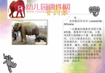 大班社会活动课件PPT《珍稀动物》PPT课件图片