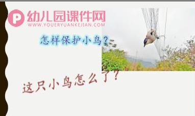 大班社会课件PPT《爱鸟聚会》PPT课件图片